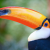 Wildlife World Zoo birds toucan